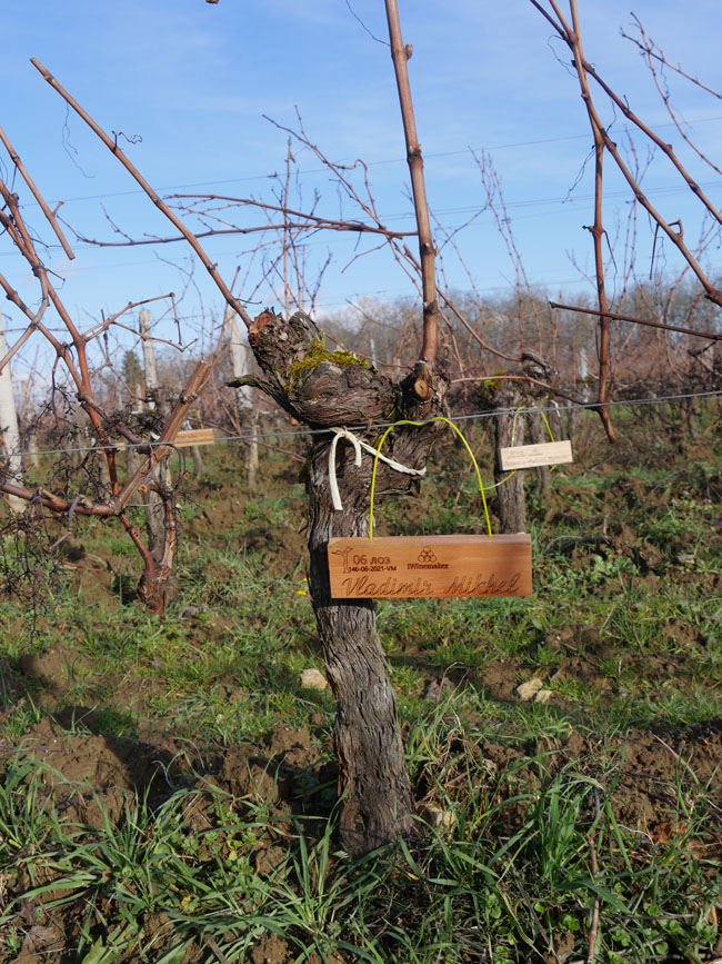 Виноградник на урожай